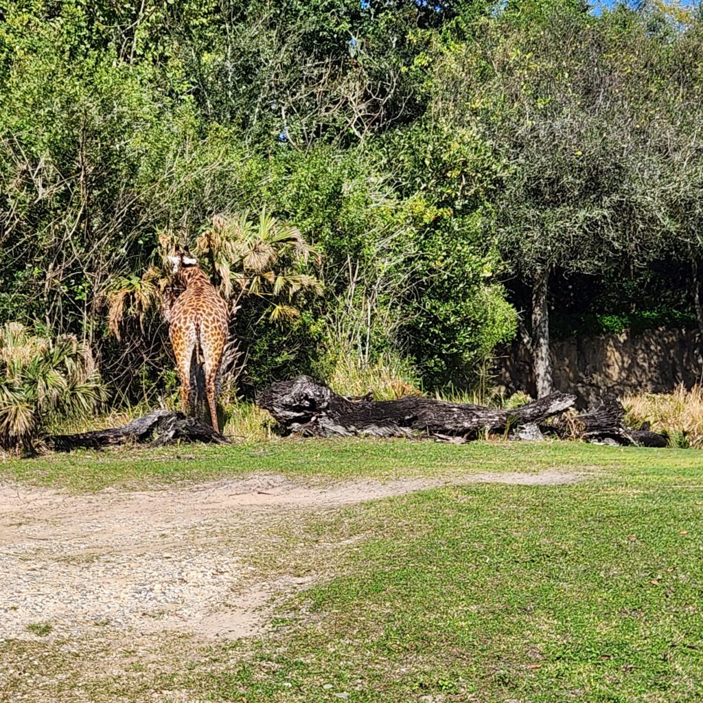 Giraffe Butt on the Safari