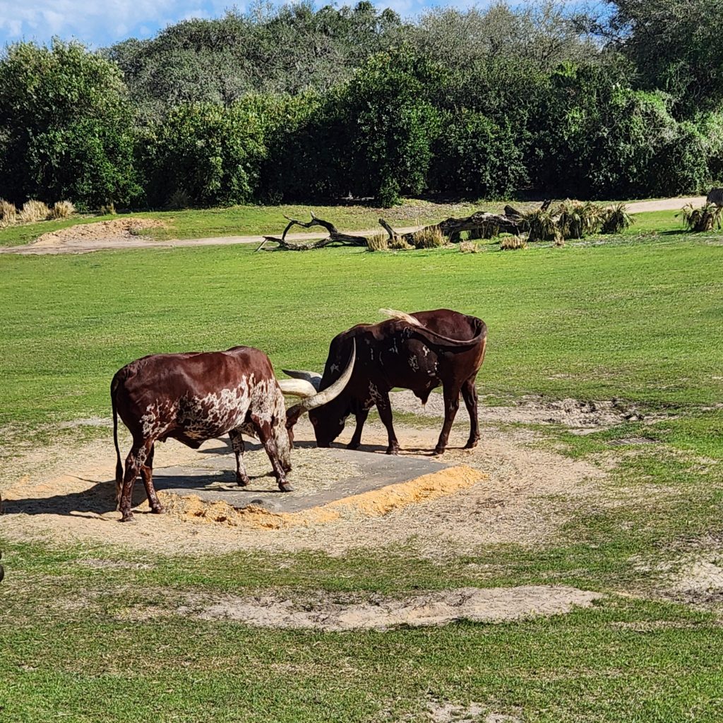 Ankole Cattle on Safari