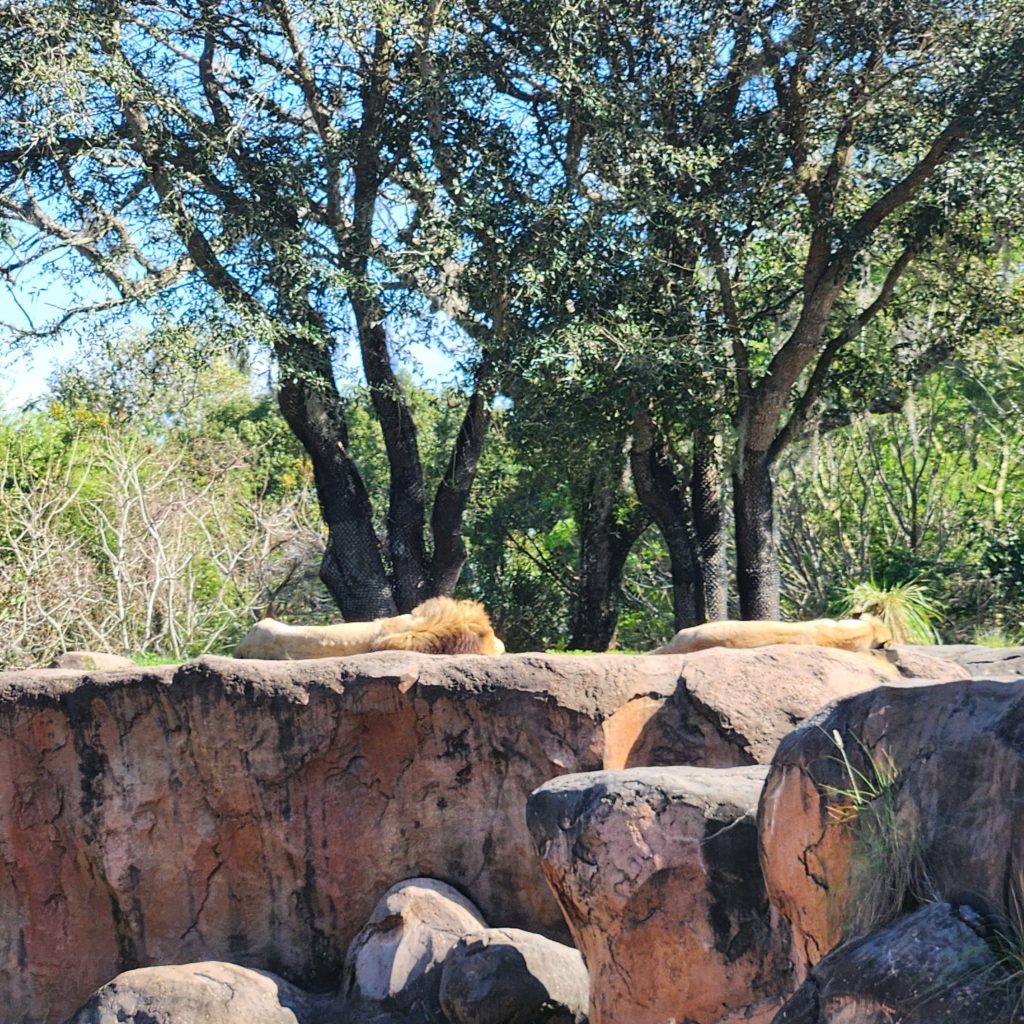 Lion and Lioness having their Afternoon nap in the Sun