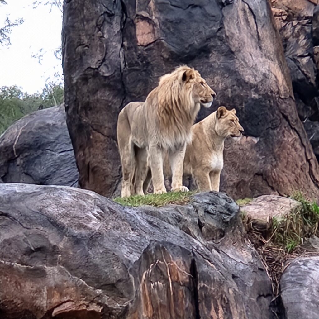 Lions at Pride Rock